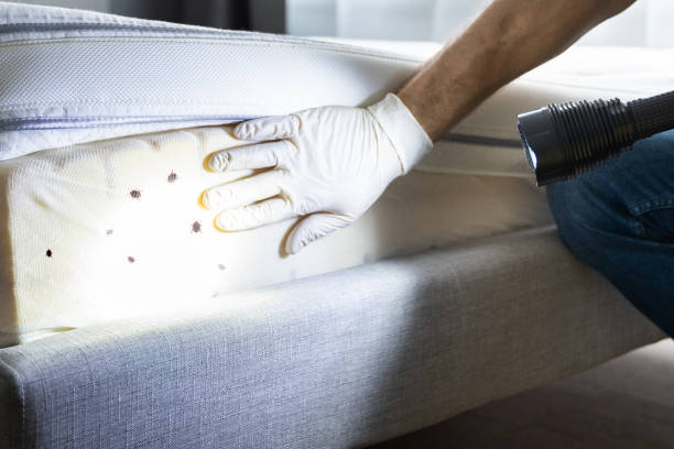 Trusted Clearlake Oaks, CA Pest Control Experts