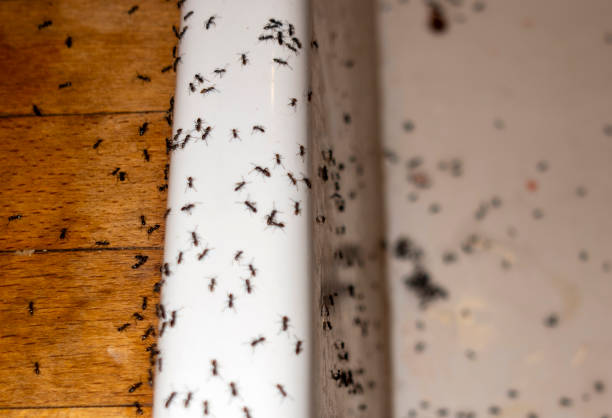 Best Emergency Pest Control  in Clearlake Oaks, CA