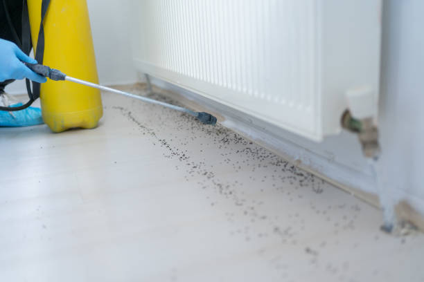 Best Wasp Removal Services  in Clearlake Oaks, CA